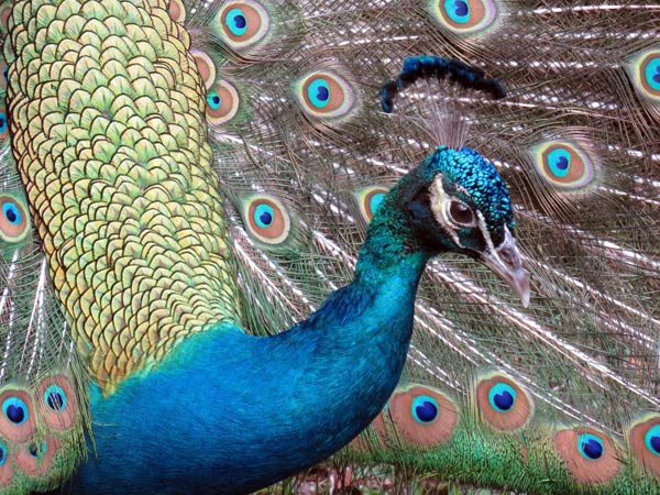 Dancing Peacock Paradise