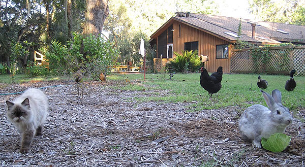 Dancing Peacock Paradise 2011