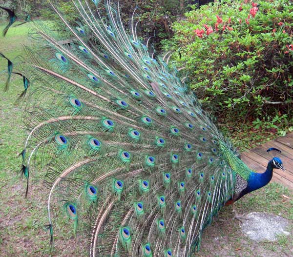 Dancing Peacock Paradise